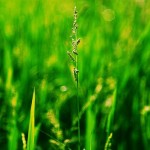 green-grass.jpg