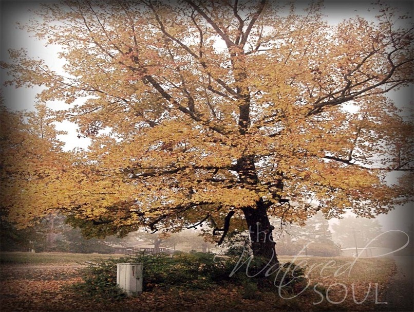 fall tree